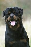 ROTTWEILER 409